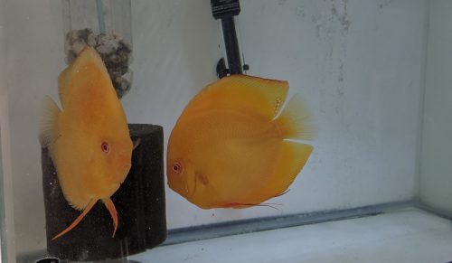 Full Yellow Faced Albino Millennium Gold, Proven Breeding Pair photo review