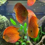 White Carnation Pigeon Discus photo review