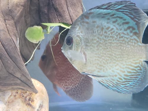 Blue Green Snakeskin Discus photo review