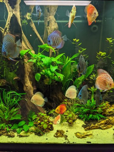 Blue Diamond Discus With Deep Blue Gene photo review