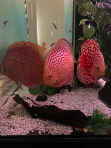 Albino Leopard Snakeskin Discus photo review
