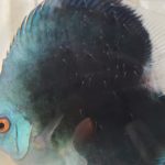 Blue Diamond Discus, Proven Breeding Pair photo review