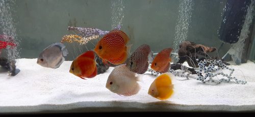 High Bodied Red Snakeskin Discus photo review