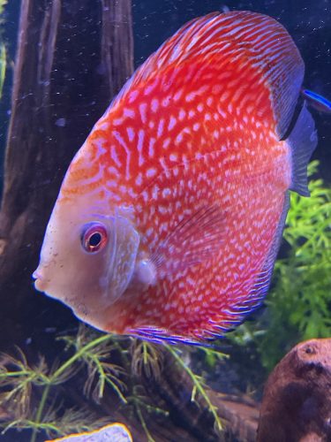 Pearl Pigeon Snakeskin Discus photo review