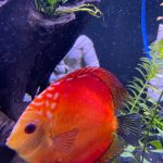 Red Melon Throwback Discus photo review