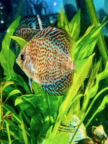 Classic Leopard Discus, Green Base photo review