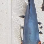 Blue Diamond Discus, Proven Breeding Pair photo review