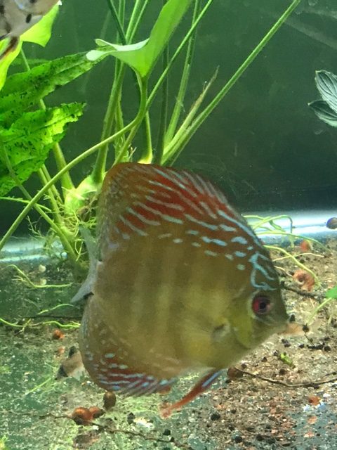 F1 Ica Red Discus – Discus.com