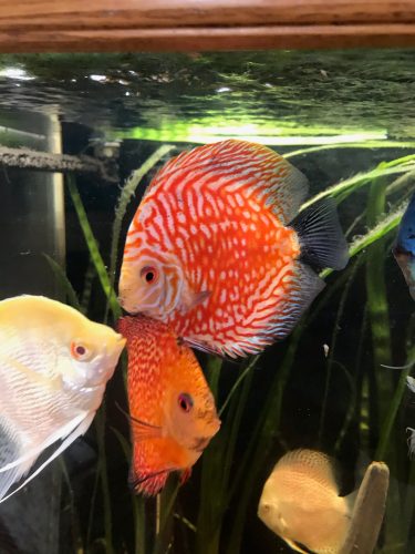 Red Eagle Discus, Clustered Pattern photo review