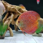 Super Carnation Checkerboard Pigeon Discus, Thick Line photo review