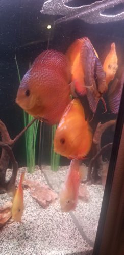 Red Super Eruption Discus, High Body photo review