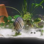 Wild-Caught Royal Blue Ica Discus photo review