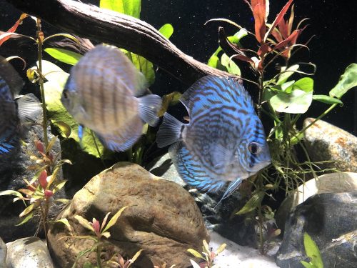 Penang Blue Knight Discus photo review