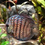 Blue Tiger Snakeskin Discus photo review