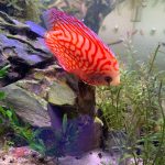 Red Eagle Discus, Honeycomb Pattern photo review