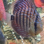 Turquoise Heckel Cross Discus photo review