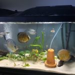 Wild Tefe Red-Spotted Green Discus, Black Halo photo review