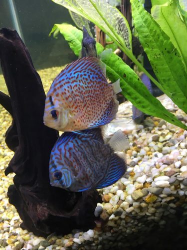 Classic Leopard Discus, Clustered Pattern photo review