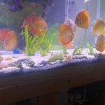 Wild Lago Grande "Blood Red" Discus photo review