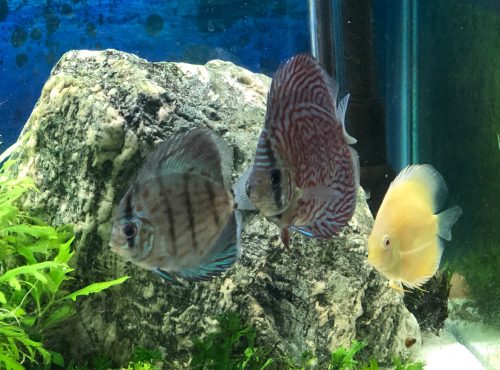 Cobalt Discus With Deep Blue Gene photo review