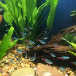 Neon Tetra - 16 pack photo review