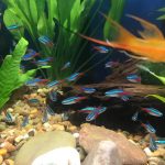Neon Tetra - 16 pack photo review