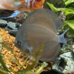 Yellow-Faced Ghost Discus photo review