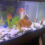 Wild Lago Grande "Blood Red" Discus photo review