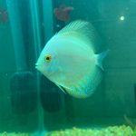 White Butterfly Discus, Yellow Base photo review