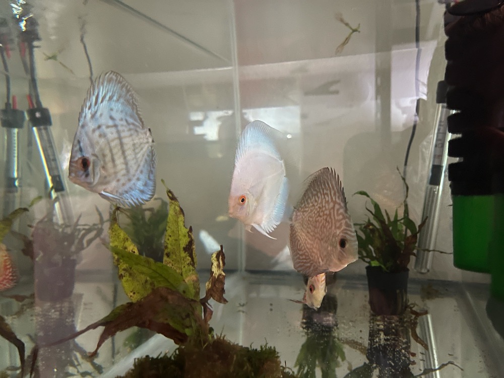 Ocean Green Discus | Discus.com