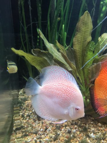 Albino Leopard Snakeskin Discus photo review