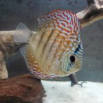 Brown Striated Red Throwback Discus photo review