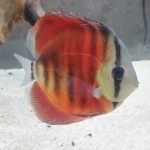 Red Alenquer Cross Discus photo review