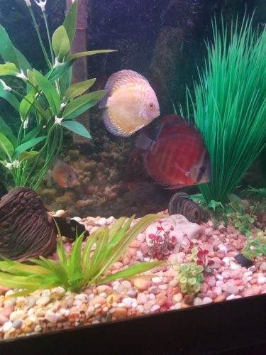 Yellow Pigeon Blood Discus photo review