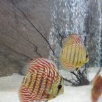Brown Striated Red Throwback Discus photo review