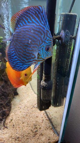 German Red Turquoise Discus photo review