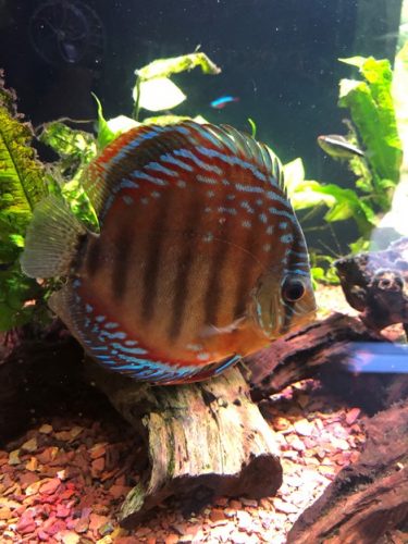 Red Blue Heckel Cross Discus photo review
