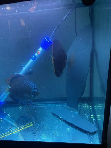 Wild-Caught Royal Triple Bar, Blue Ica Discus photo review