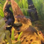 Gold Nugget Plecostomus photo review