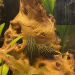 Gold Nugget Plecostomus photo review