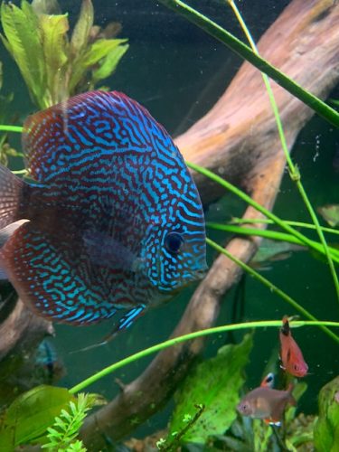 Galaxy Turquoise Discus photo review