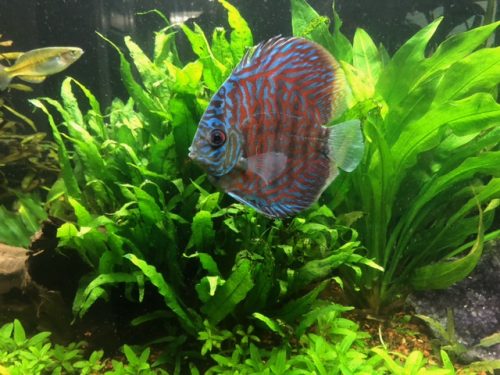 German Red Turquoise Discus, Red Base photo review