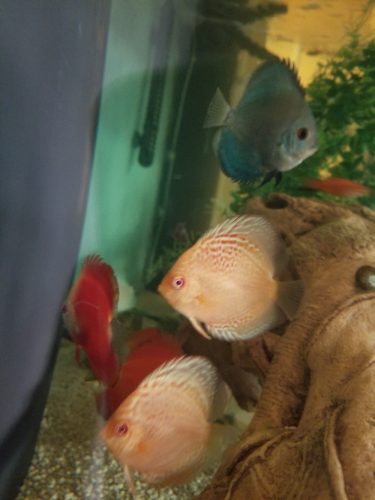 Fuji Red Discus photo review