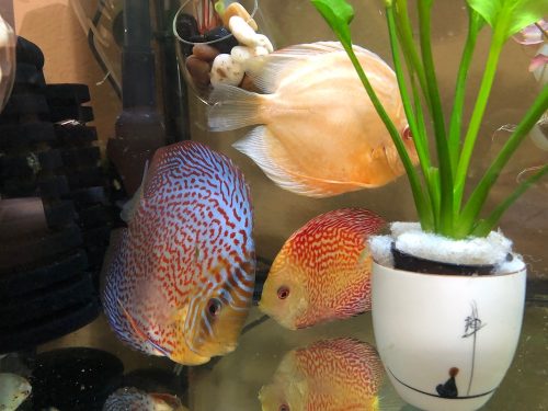 Red Ring Eruption Leopard Discus, Blue Base photo review