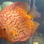 Classic Red Eagle Discus photo review