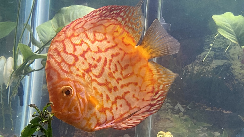 Classic Red Eagle Discus – Discus.com