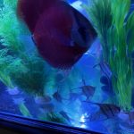 Large Wild Orinoco Altum Angel Fish Cichlid 3" photo review