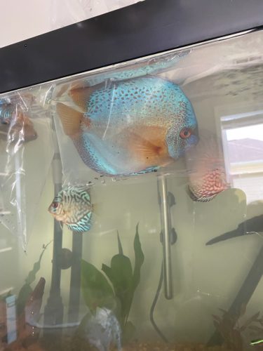 Yellow-Faced Red Blue Scorpion Discus, Proven Breeding Pair photo review