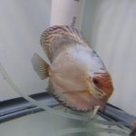 White Butterfly Discus, Proven Breeding Pair photo review