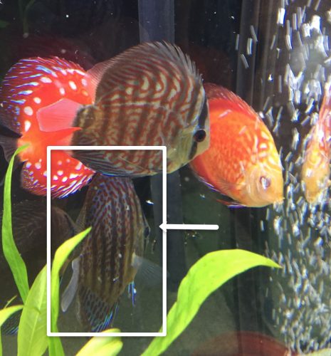 Classic Leopard Discus, Green Base photo review